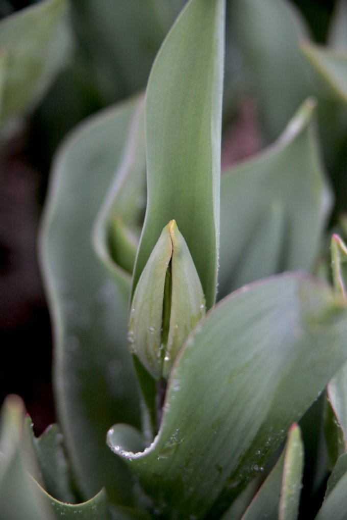 Fleuriste et... producteur ! photo 8